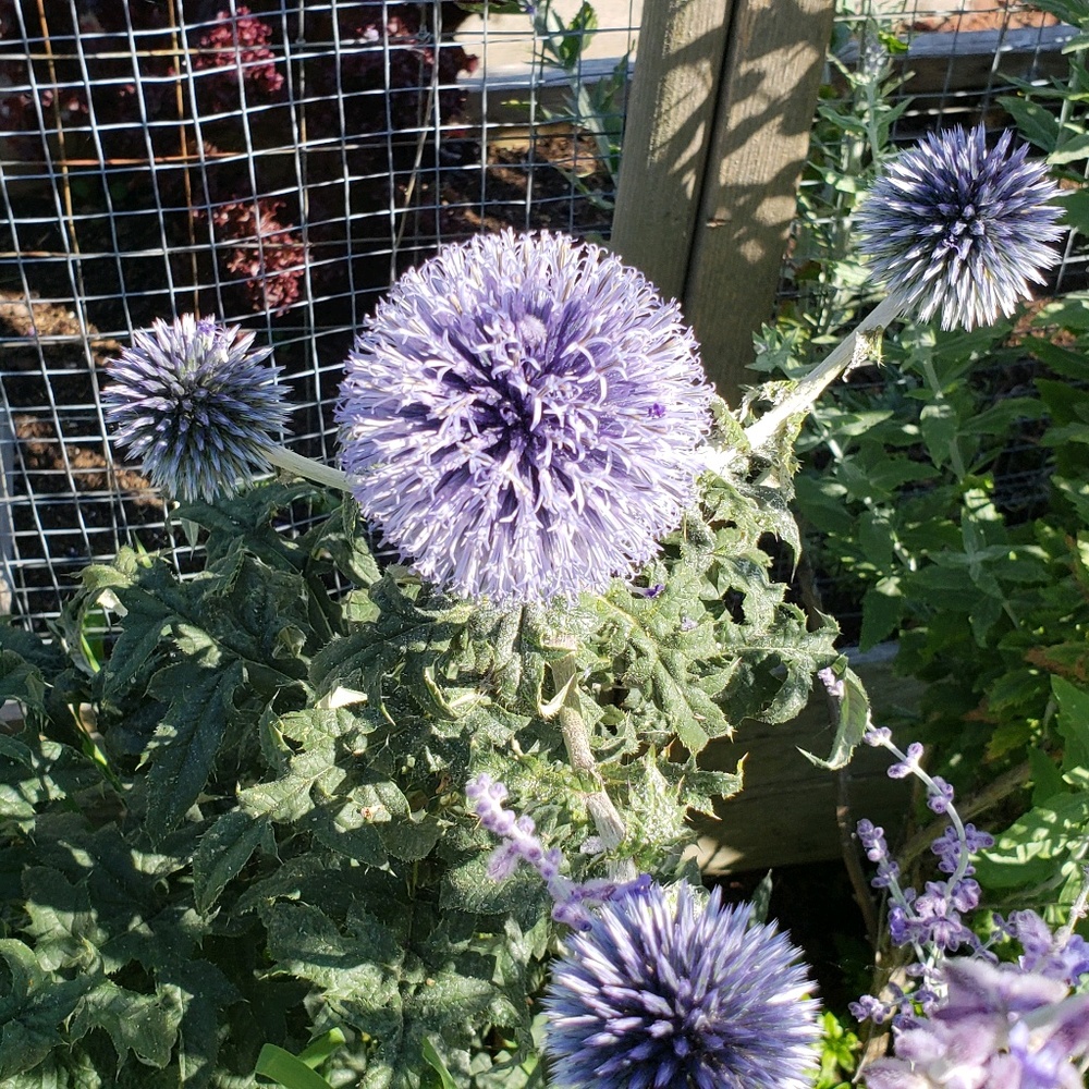 Meet your Posher, Shari